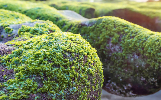 Ein Felsen, der von der Mikroalge Spirulina besiedelt ist.