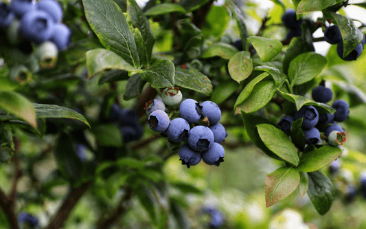 Wildeheidelbeere am Strauch