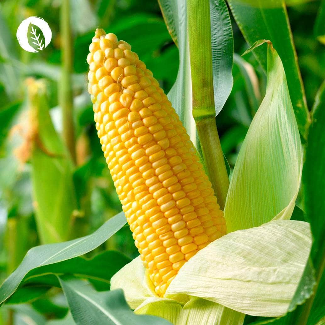 InnoNature Kapseln Myo Inositol Kapseln