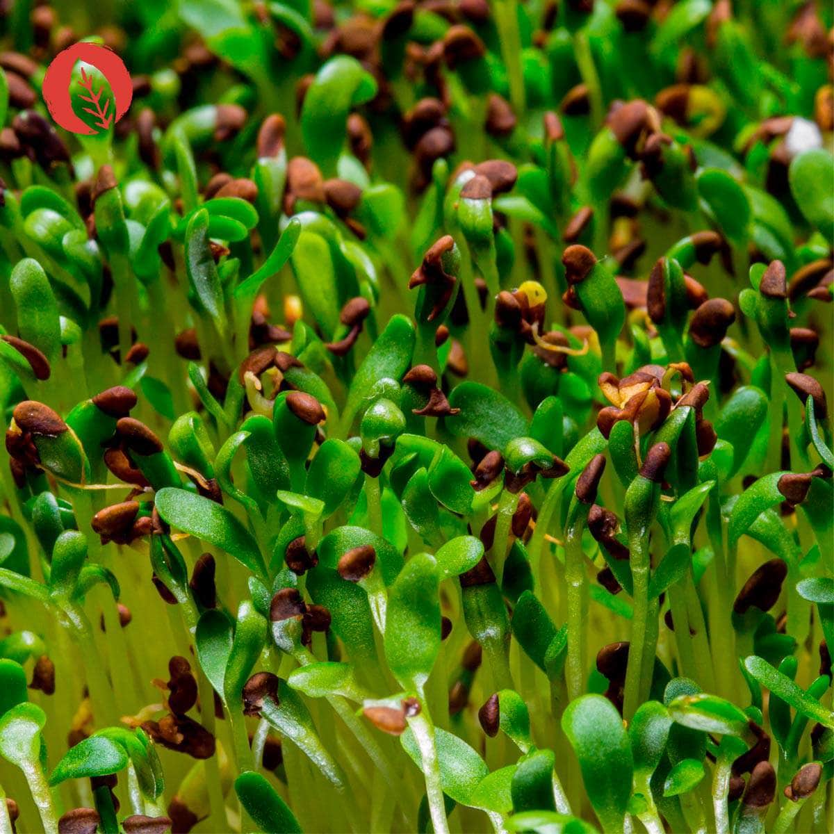 InnoNature Kapseln Vitamin B6 Kapseln: Buchweizen Keimlinge