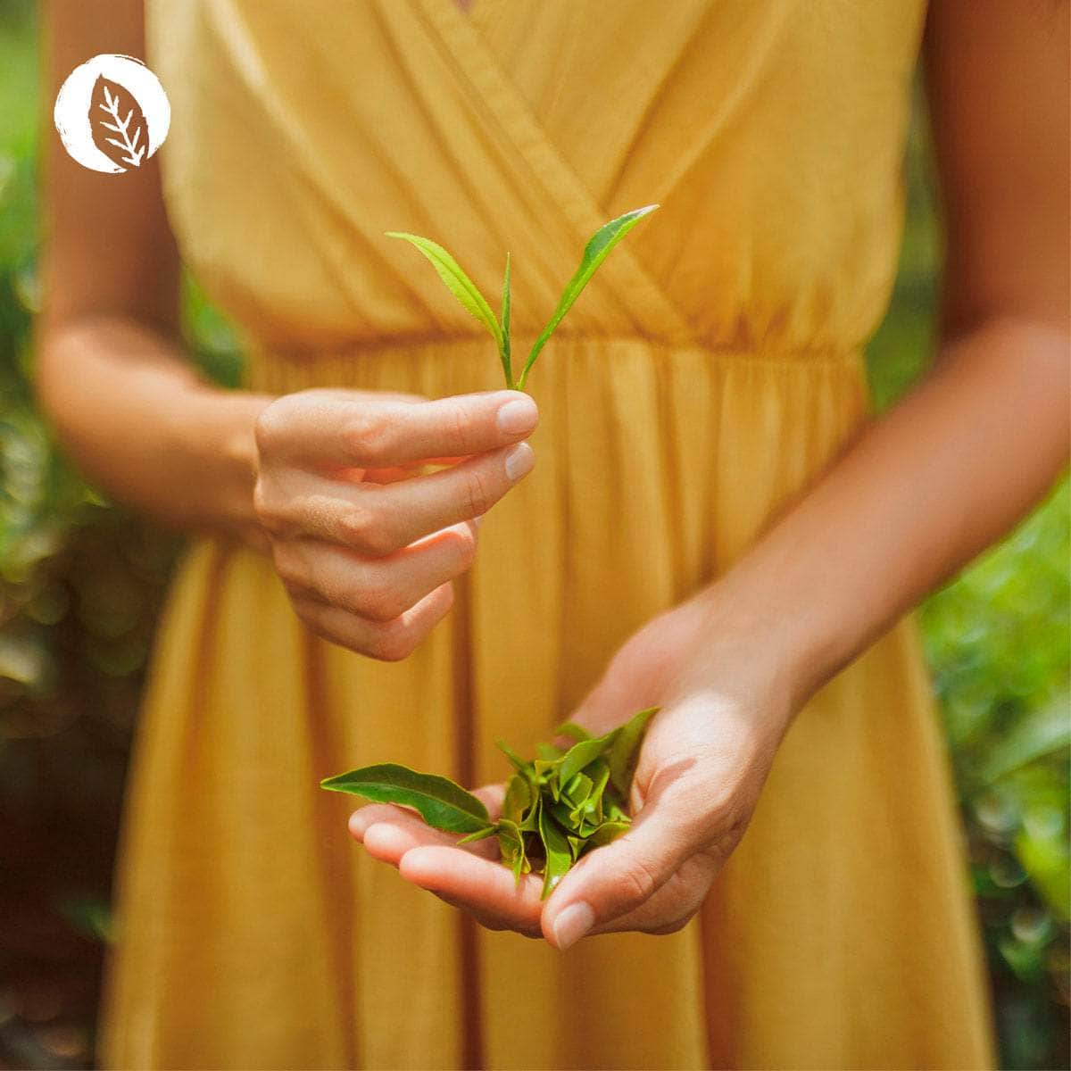 InnoNature Tropfen Bittertropfen