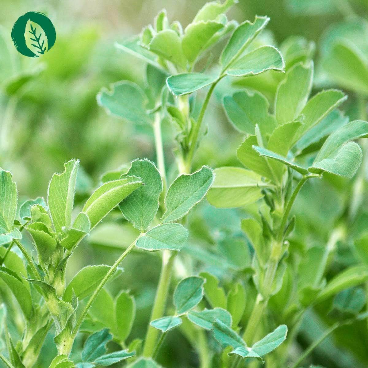 InnoNature Tropfen Chlorophyll Tropfen