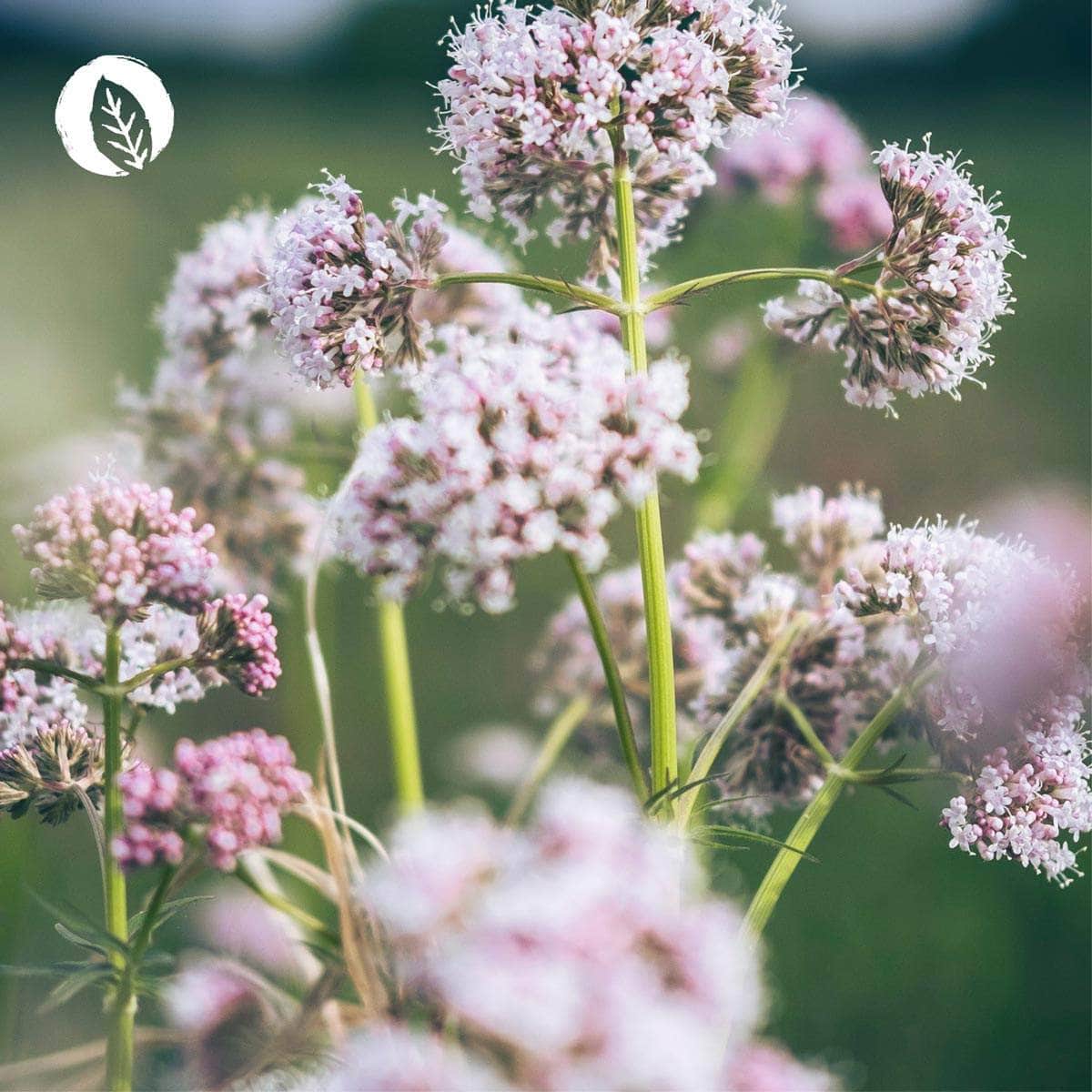 InnoNature Tropfen Deep Tropfen