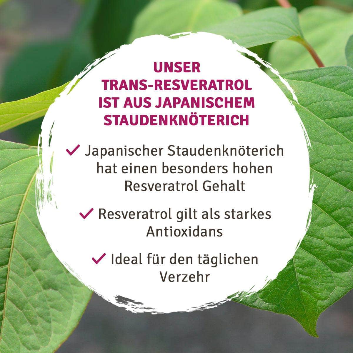 InnoNature Kapseln Trans-Resveratrol aus japanischem Staudenknöterich
