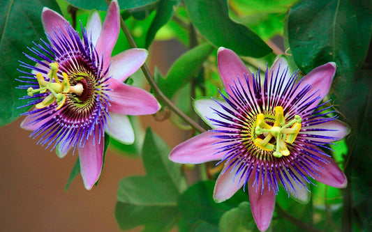 Lila leuchtende Passionsblumen 