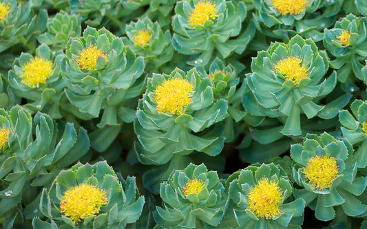 Rosenwurz Pflanze mit vielen gelben Blüten