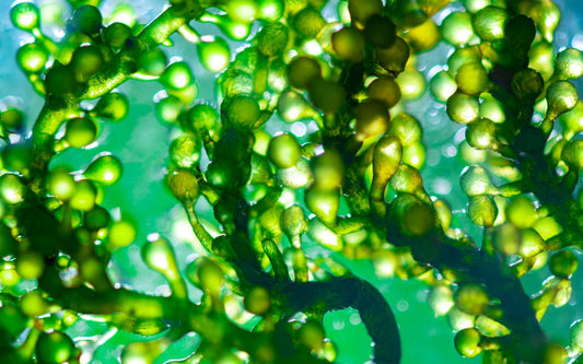 Chlorella Mikroalge