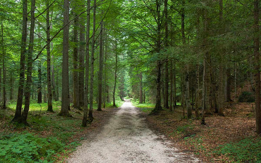 Waldweg mit einem klaren Fluchtpunkt im Fokus.