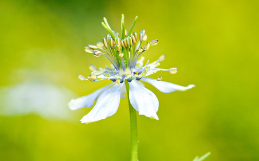 Blüte einer Schwarzkümmel Pflanze.