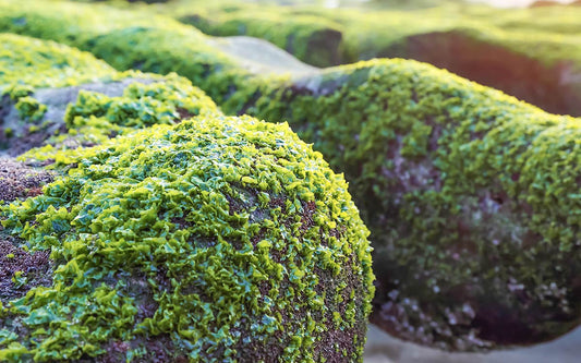 Ein Felsen, der von der Mikroalge Spirulina besiedelt ist.  