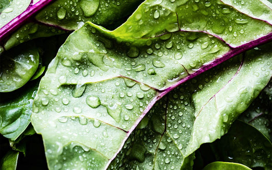 Nahaufnahme von grünen Salatblättern mit Wassertropfen.
