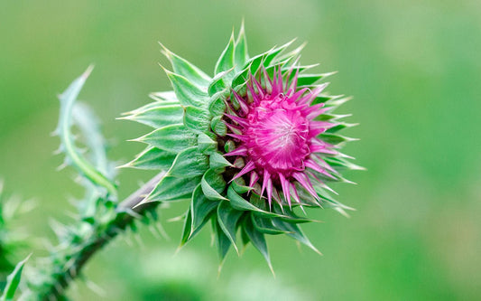 Mariendistel Blüte