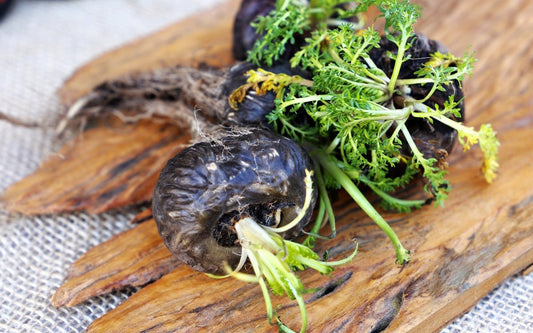 Schwarze Maca Wurzeln auf Holzbrett