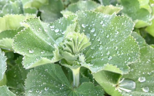 Frauenmantelblatt mit Wasserperlen.