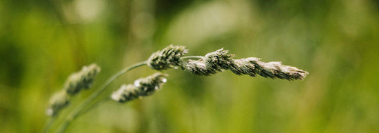 Nahaufnahme von taufrischem Gras, das im Sonnenlicht glitzert.