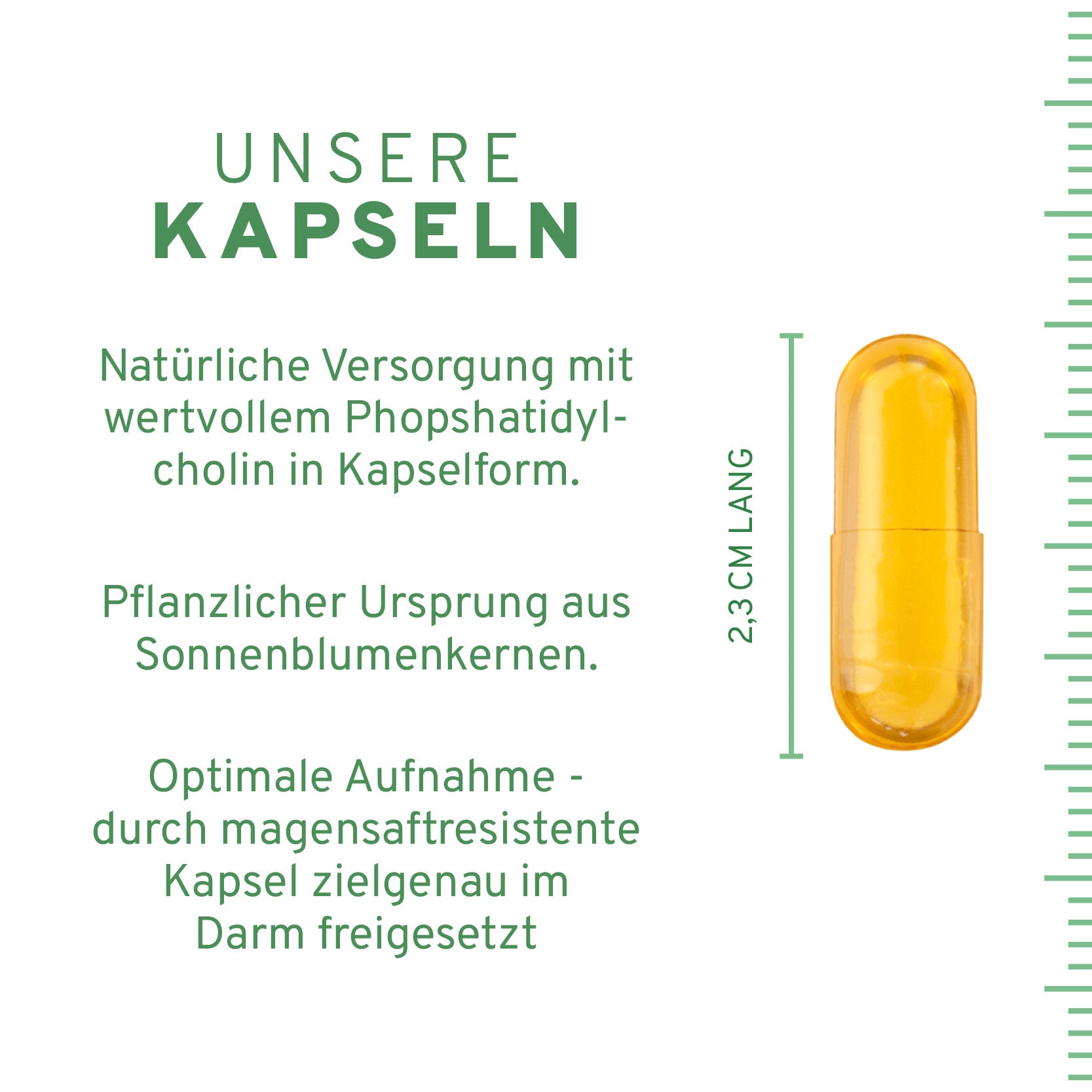 Phosphatidylcholin 60 Kapseln
