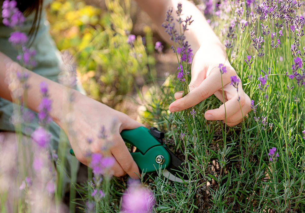 Frauenhände mit Gartenschere bei der Lavendelernte
