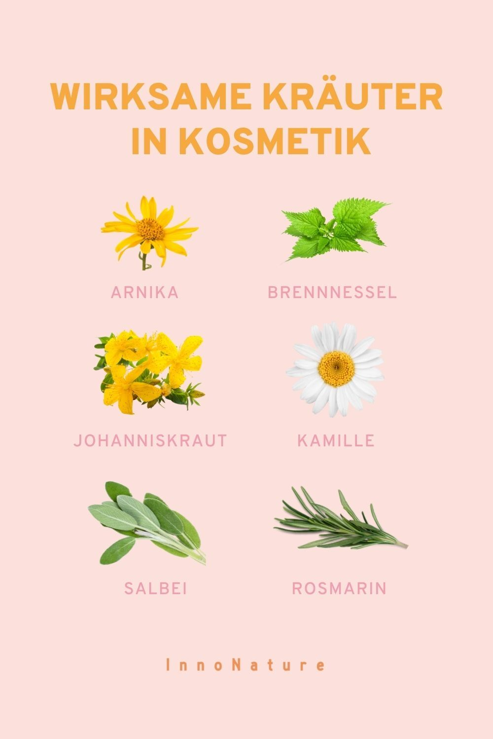 Infografik: Wirksame Kräuter in Kosmetik