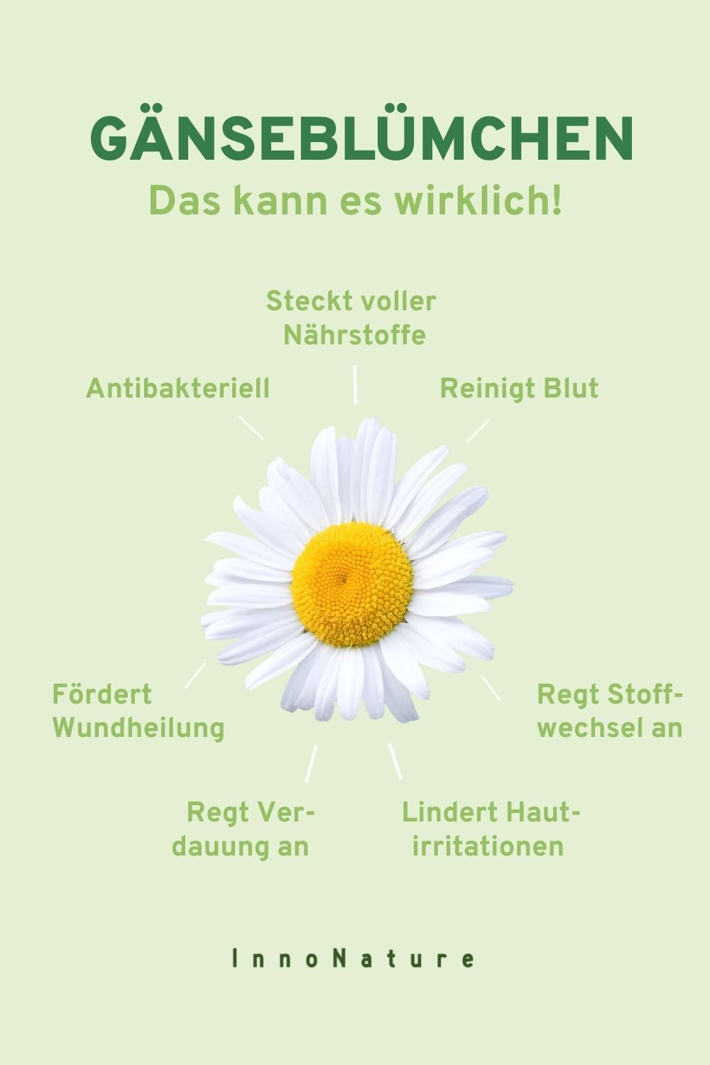 Grafik mit einem Gänseblümchen und den Wirkweisen der Blume. 