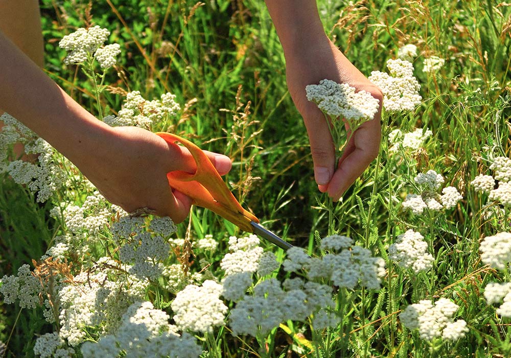 Frauenhände mit Gartenschere bei der Schafgarbeernte