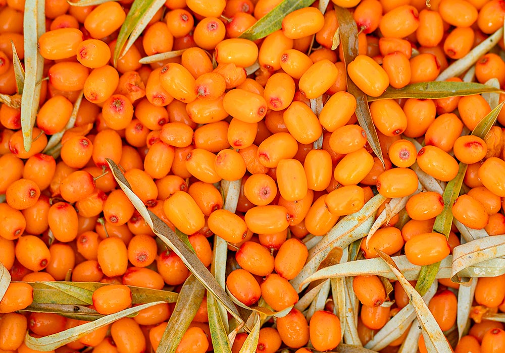 sanddorn als Vitamin C Quelle