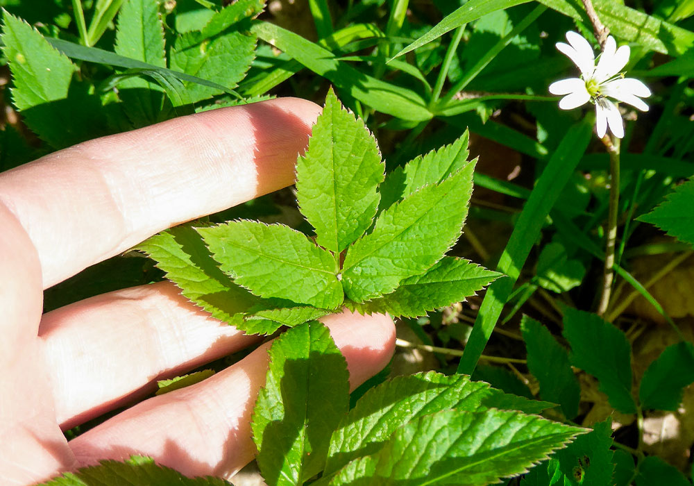 Eine Hand greift in ein grünes Beet mit Wildkräutern.