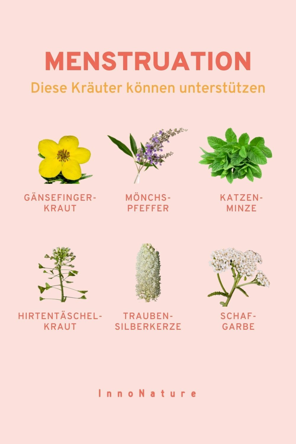 Illustration mit Kräutern und Pflanzen, die während der Menstruation hilfreich sind.