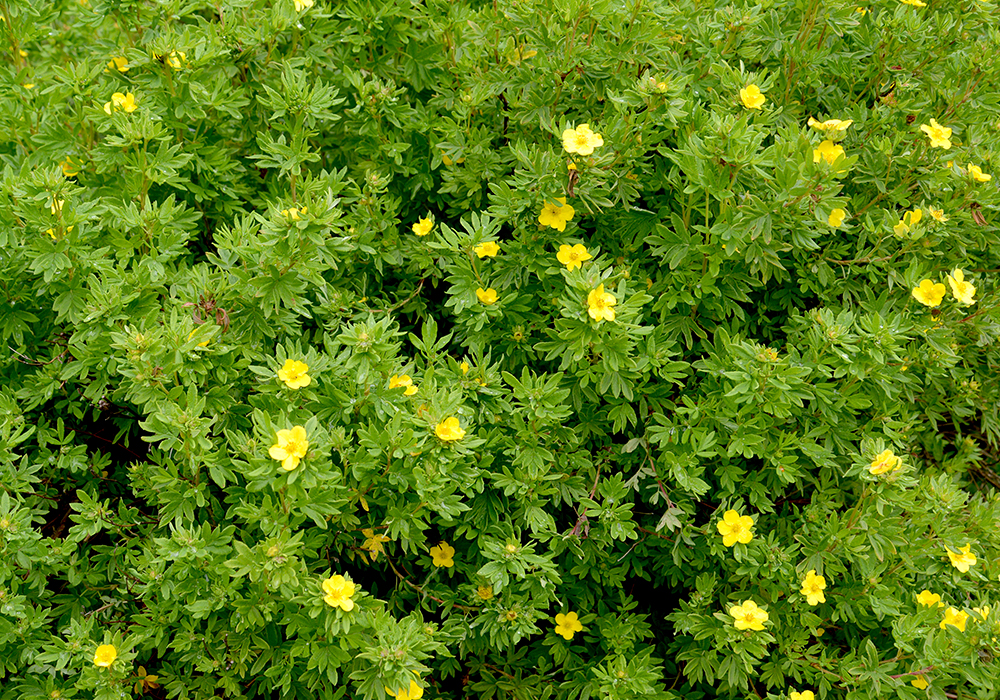 Gänsefingerkraut, gelbe Blüten auf grünen Blättern