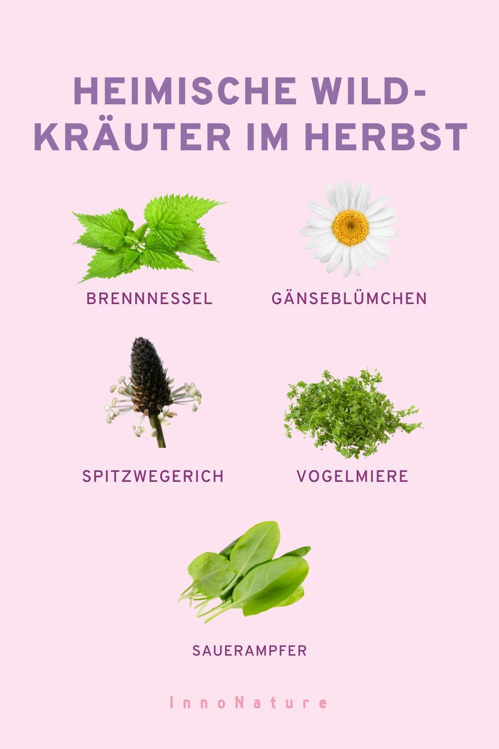Infografik mit heimischen Wildkräutern