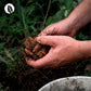 InnoNature Kapseln Bio Kurkuma Gerstengras Kapseln