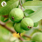 InnoNature Kapseln Guavenblätter: Natürliche Zink Kapseln