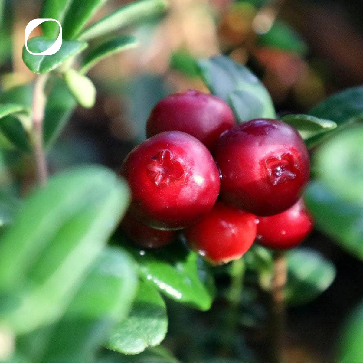 Cranberry Plus Kapseln