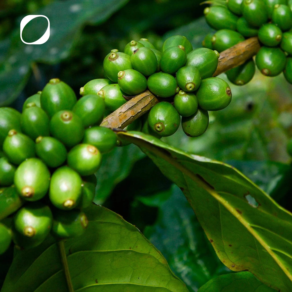 Koffein Plus Kapseln