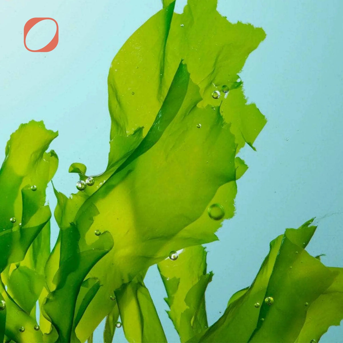 Omega 3 Softgel 90 Kapseln