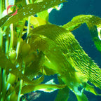 Vitamin B12 Chlorella 250 µg Kapseln