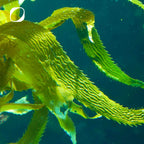 Bio Chlorella Presslinge
