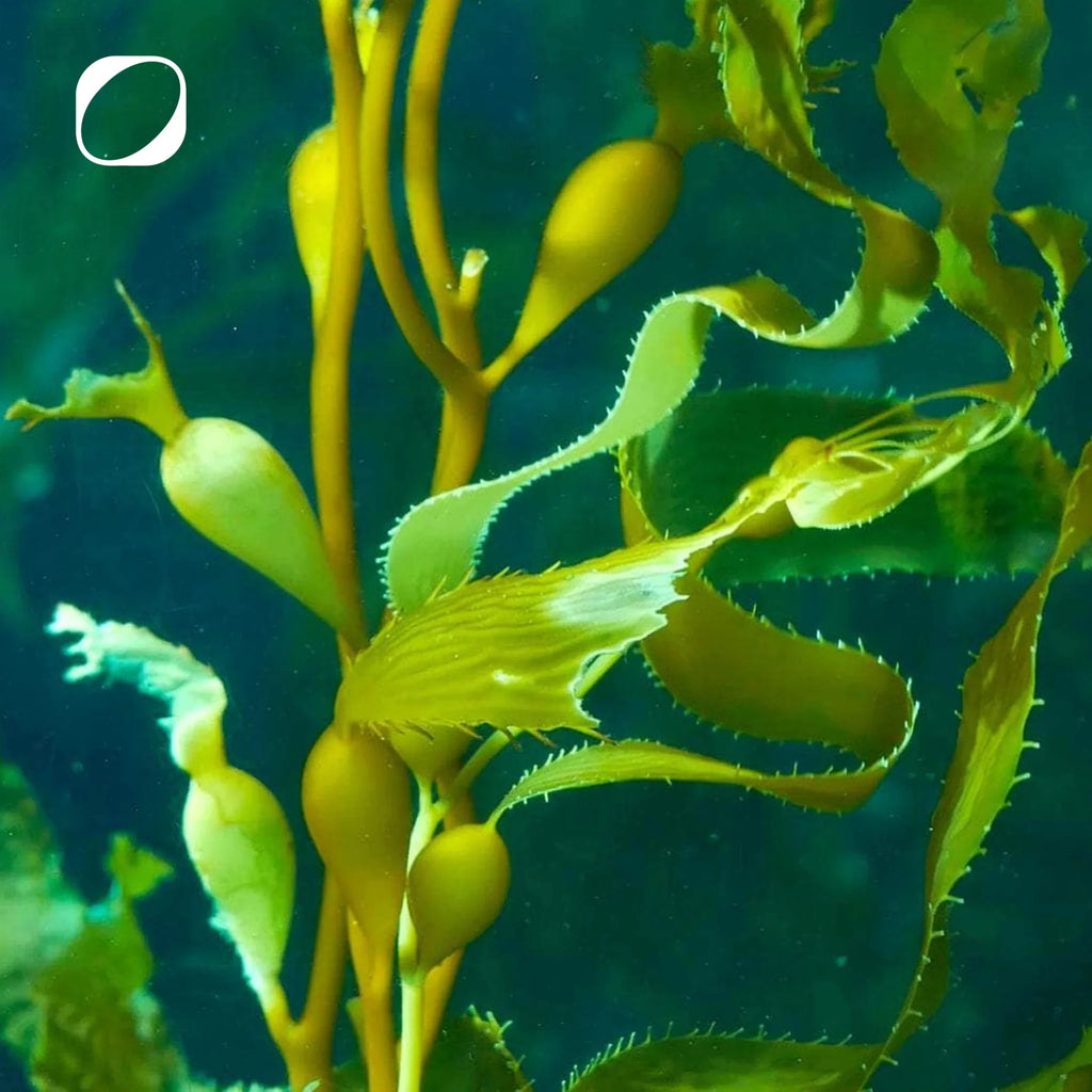 Bio Chlorella + Spirulina Presslinge