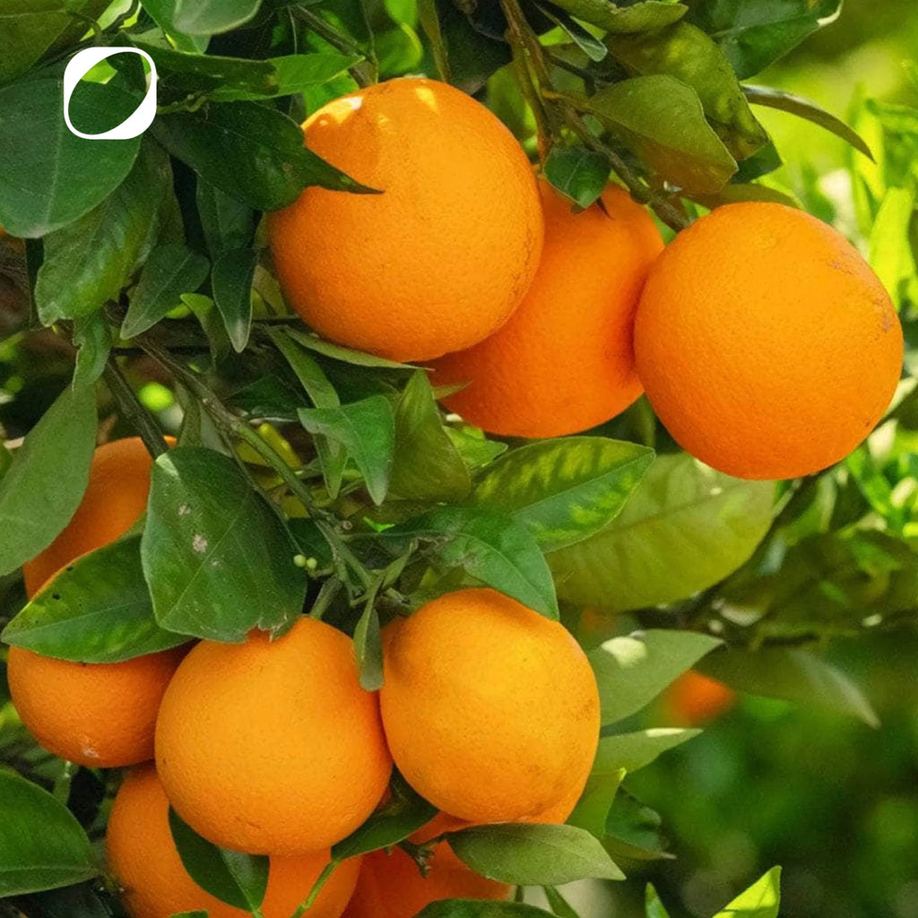 Vitamin D3 + K2 Tropfen Orange 30ml